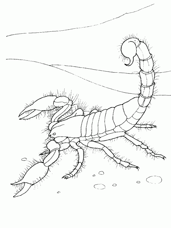 desene de colorat scorpion